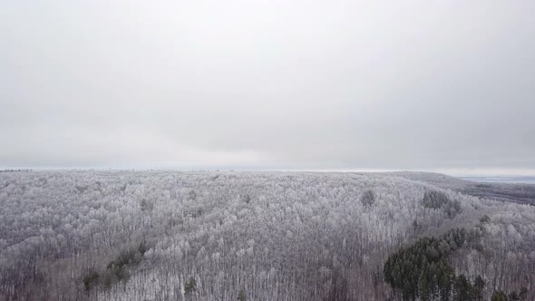 Winter Woods On The Hill