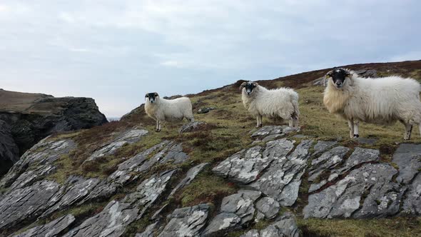 Sheep at the Coastline at Dawros in County Donegal  Ireland alt