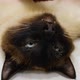 Poisoned Ill Cat is Lying on His Back - VideoHive Item for Sale