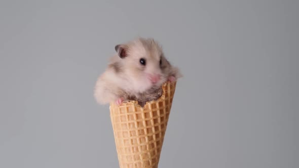 Cute Hamster Sits in an Ice Cream Cone and Eats It
