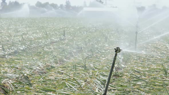 Watering Onion Fields Close