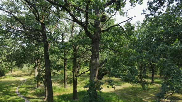 Drone Tilt View of Green Forest with High-angle Shot of Tree Top at the End