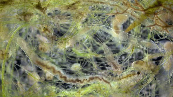 There are many different microorganisms in a drop of water under a microscope alt