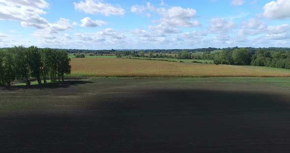 Aerial view and travelling shot through lines of cornfield alt