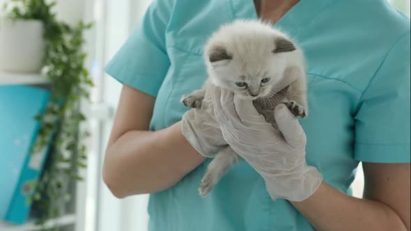 Ragdoll Kitten and Veterinarian alt