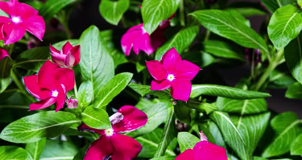 Time lapse of a blooming red phlox flower bush