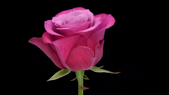 Rotating burgundy Prince of Persia rose with ALPHA channel, seamless loop alt