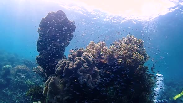 underwater landscape with coral towers. in the background there are divers on the surface and the su alt
