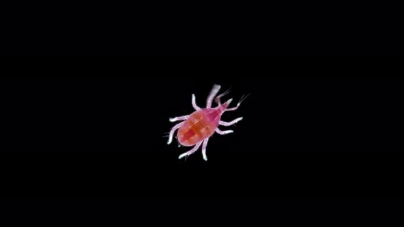 Microscopic Predatory Mite, Bdellidae Family, Prostigmata Order, Acariform Ticks Superorder alt
