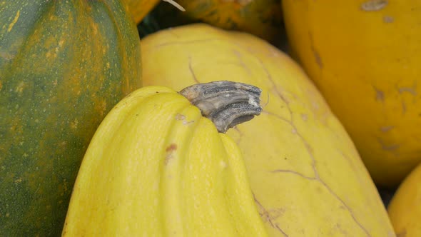Pumpkins in the garden 4K 2160p UHD footage - Yellow pumpkins on the ground 4K 3840X2160 UHD video alt