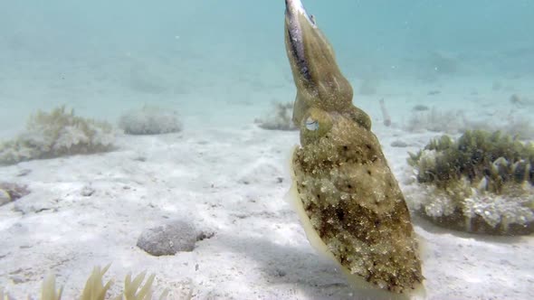Underwater Pharaoh Cuttlefish Hunting Fish alt