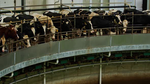 Process Milking Dairy Cows on Round Milking Machine alt