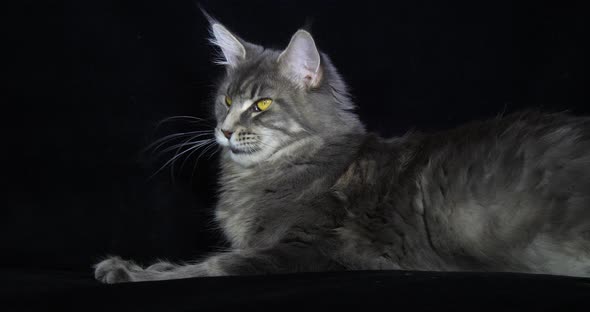 Blue Blotched Tabby Maine Coon Domestic Cat, Female laying against Black Background, Licking alt
