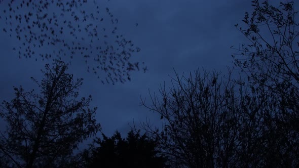 Murmuration Of Starling Roosting In Trees At Dusk