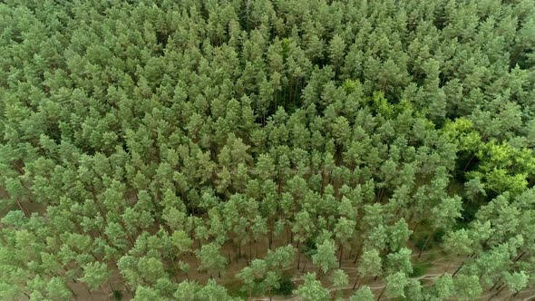 Aerial view of a beautiful young pine forest on a summer day. Landscapes shot on a drone