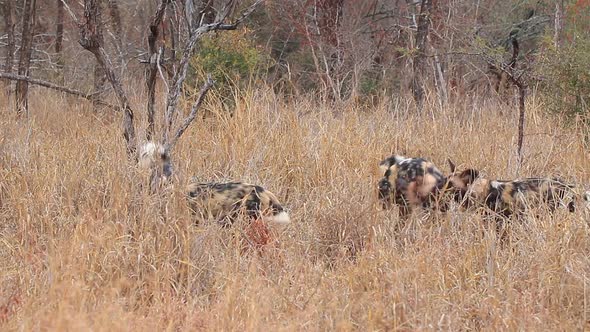 African wild dogs, Lycaon pictus feed on a kill in long grass during winter at Zimanag Private Game alt
