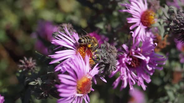 2018.10.18_3 The bee collects nectar and pollen from the flowers of the perennial aster.