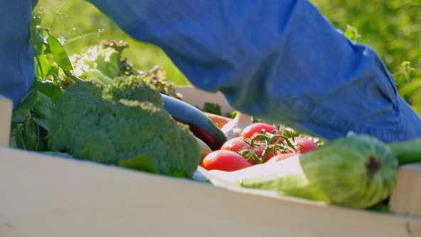 Close Up Back View Farmer Businessman Holding Wooden Box with Organic Vegetables alt