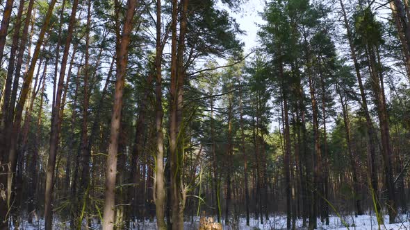 Change of seasons from autumn to winter in a pine forest. alt