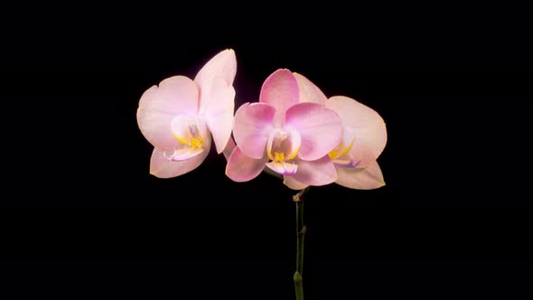 Opening Beautiful Peach Orchid Phalaenopsis Flower alt
