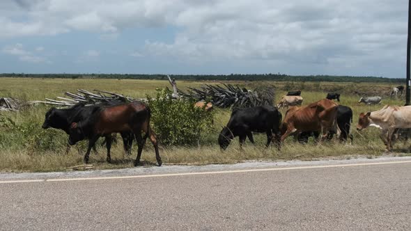 Herd of African Humpback Cows Walking at the Side of the Asphalt Road Zanzibar alt