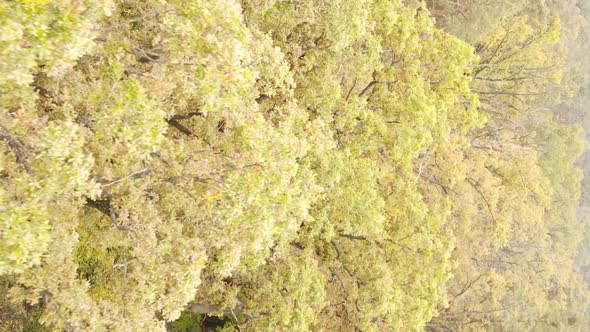 Vertical Video Autumn Forest with Trees in Ukraine Slow Motion alt