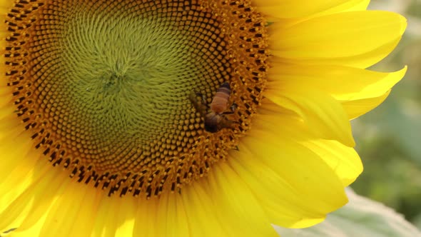 A Honey bee covered with pollen collects nectar from the sunflower 4K video
