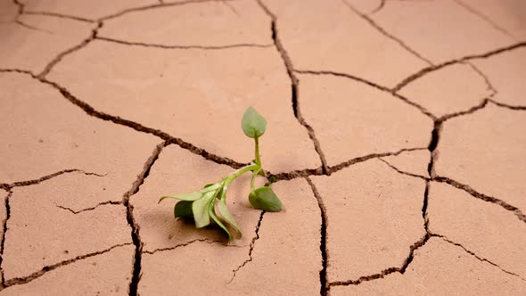 A Green Sprout Withered in the Dry Cracked Ground