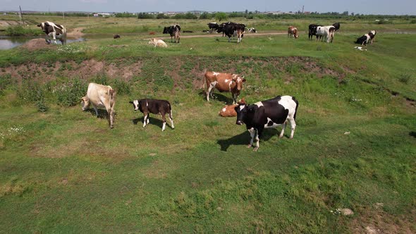 Aerial Drone Shot of Cows Grazing on Pasture Landscape alt