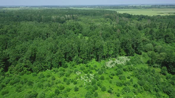 Aerial View Around The Forest alt