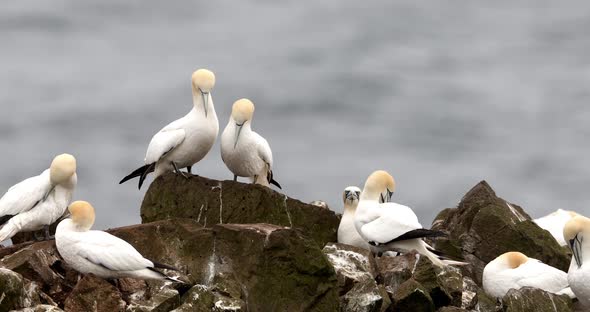Colony of Northern Gannets Sunbathing Faroe Island alt