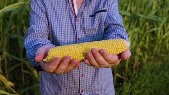 A Yellow Ripe Cob of Corn with Large Grains Lies in the Hands of a Field Worker alt