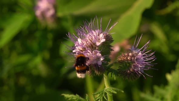 Bee On Purple Flower 4