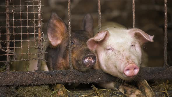 Close up of two dirty fat pigs resting at farm stable. alt