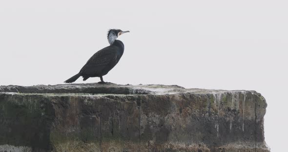 Phalacrocorax or Cormorant Sits on Rock Upon Water alt