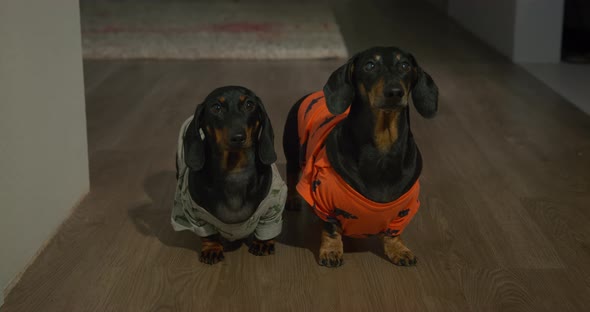 Cute Dachshund Dogs Sit on Wooden Floor Looking at Owner alt