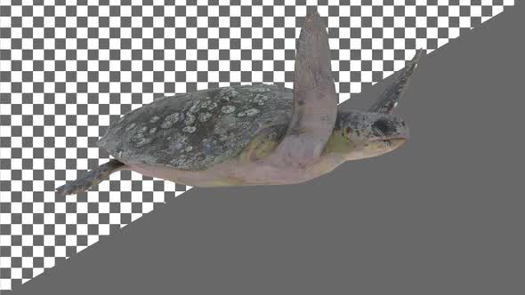 Sea Turtle Alpha Channel