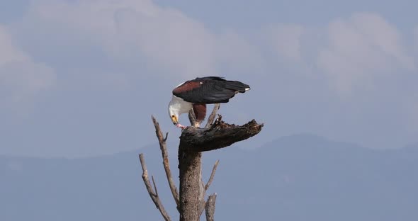 African Fish-Eagle, haliaeetus vocifer, Adult at the top of the Tree, Eating a fish alt
