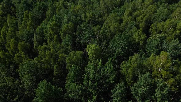 Scenic Flight Forward Inside Beautiful Green Fir and Pine Baltic Forest alt