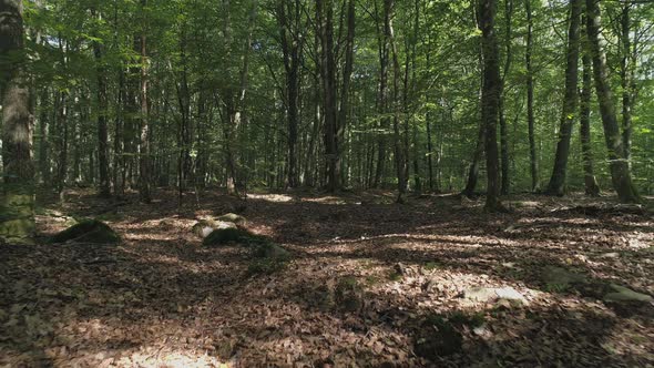 Drone Shot Flying in Deciduous Forest