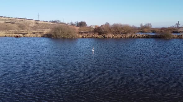 Swan on a Lake Aerial View