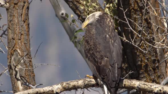 Bald Eagle moving head around after eating as it sits in a tree alt