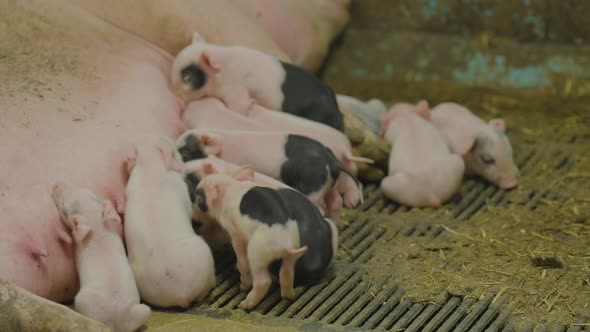 Newborn piglets sucking on teats for milk of big mother sow in pigsty ...