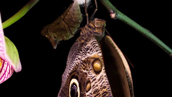 the Process of Emergence of Owl Butterfly From the Pupa Time Lapse the Butterfly Is Born From the alt