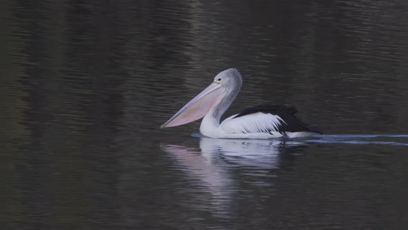 tracking shot of an australian pelican swimming downstream on the murray river alt