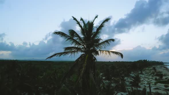 Palm Trees Against a Beautiful Blue Sky