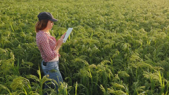 Woman Farmer with Digital Tablet in the Millet Field alt