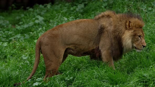 male lion walking in plush long grass side profile alt