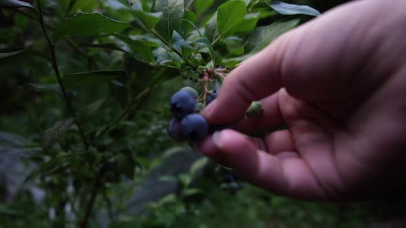 Organic Blueberries Grow in a Garden on a Summer Day