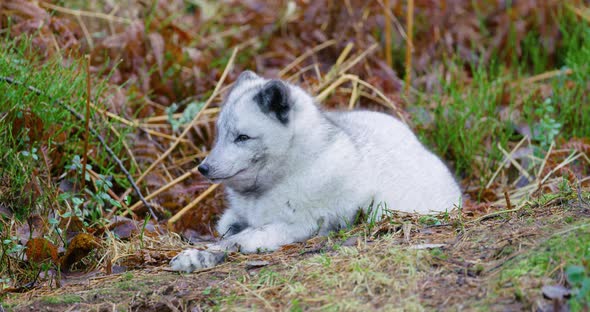 Cute Arctic Polar Fox Rests at Forest Floor in the Early Winter alt